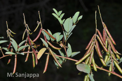 Indigofera longiracemosa